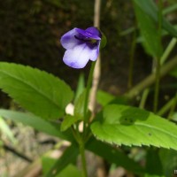 Torenia cyanea Alston